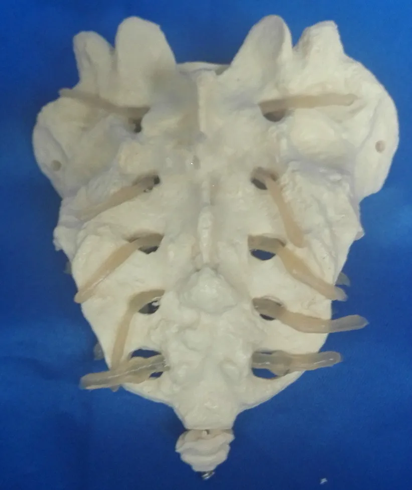 

Life Size Human 1:1 Medical Caudal Model Medical Teaching Model Human Anatomical Spine Model Humans Skeleton Medical Teaching