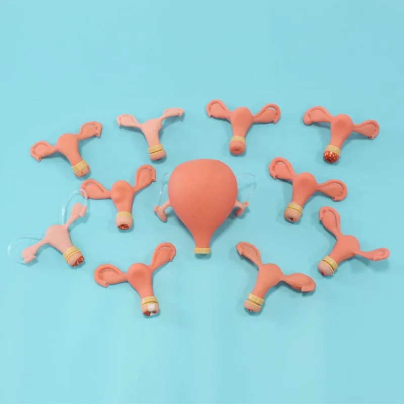 Модель гинекологического осмотра для студентов медицинских работников BIX-FS |