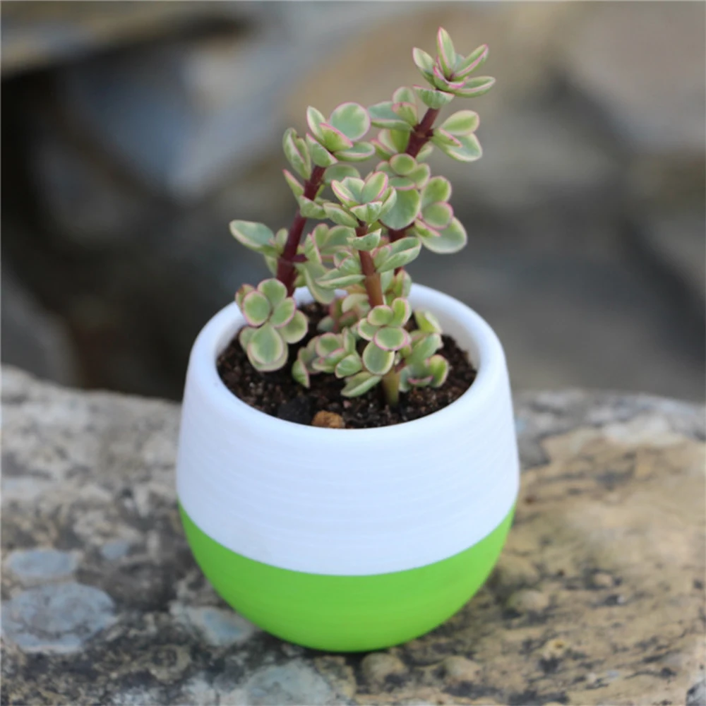 1 шт. цветочный горшок мини милый Одноцветный круглый полимерный пластиковый
