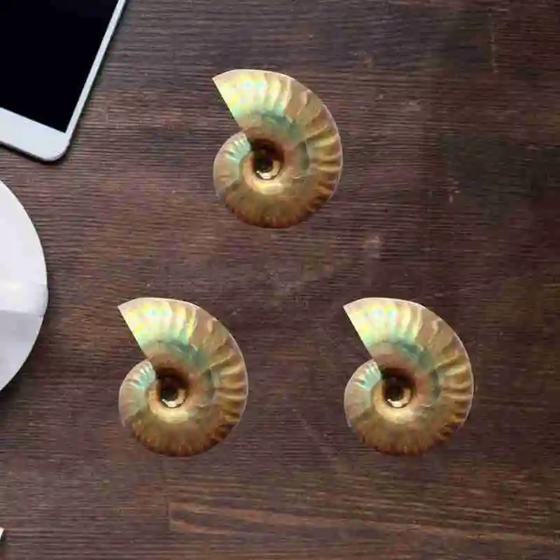 1pc Natural Ccolor Light Conch Fossil Home Decoration Aquarium Landscaping Ornament Shells 3 Sizes Lucky Snail Shell Decorations | Дом и сад