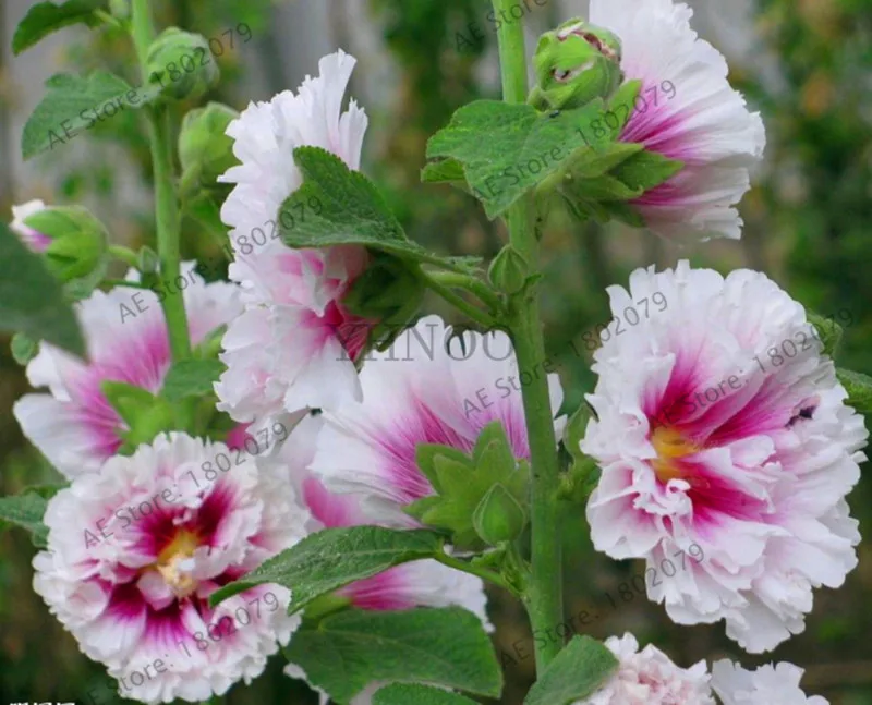 Большая распродажа! 20 шт Hollyhock бонсай(Alcea Rosea 'Nigra') разноцветный цветочный Многолетние растения растение для сада и дома украшения Dec