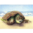 Алмазная 5D картина Черепаха, мозаика сделай сам с квадратными и круглыми стразами, украшение для вышивки с животными, AA2730
