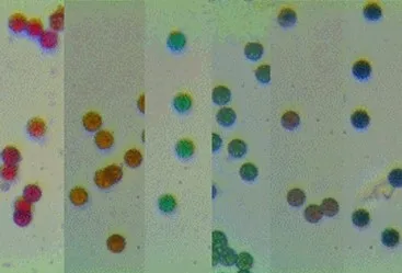 

Color latex microspheres 6-10um