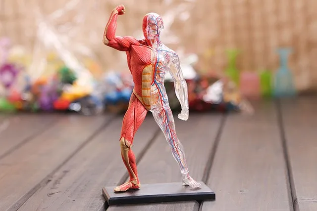 4D собранная модель анатомии человеческой мышцы анатомическая для медиков