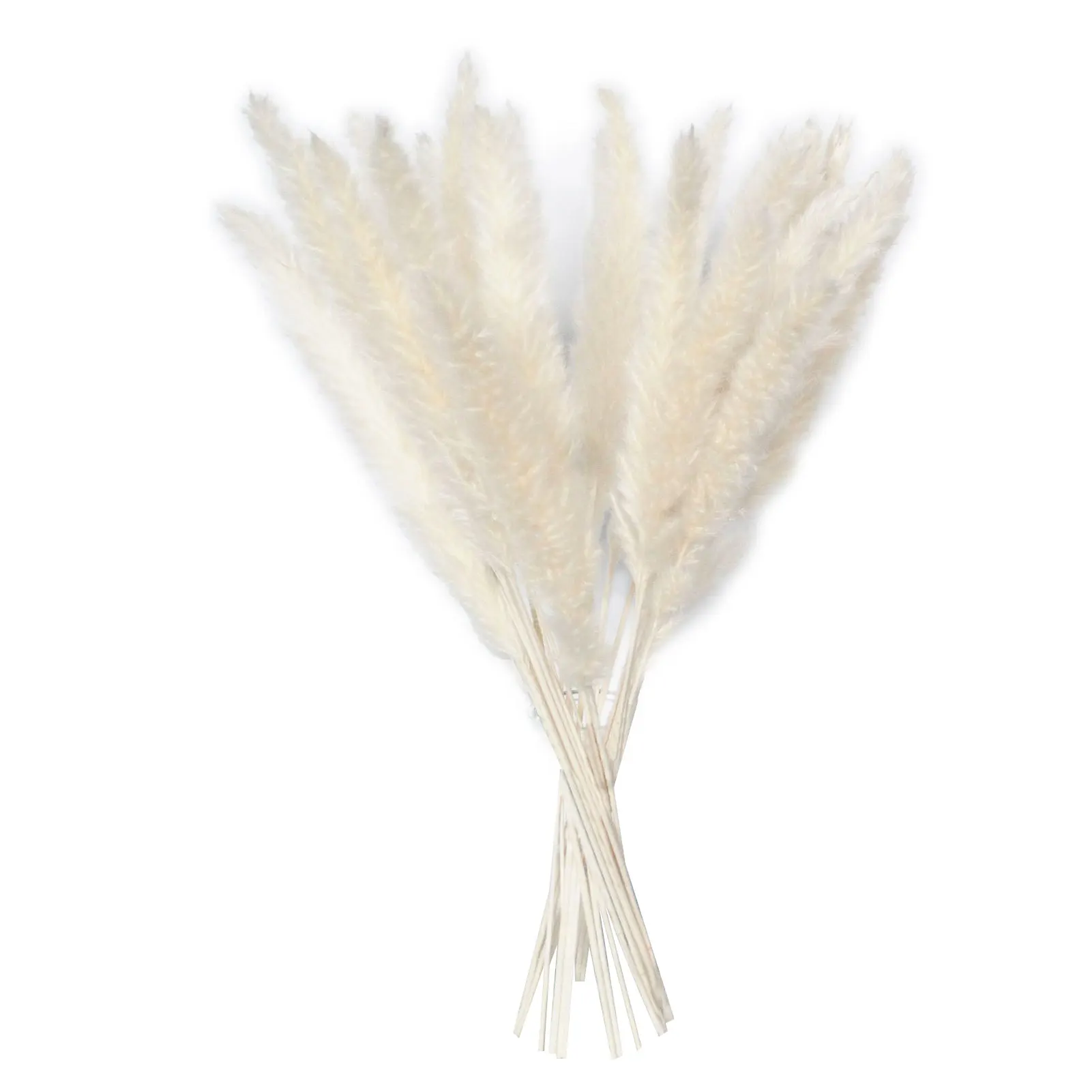 

15PCS The Nordic Flower Bunch Natural Dried Reed Grass DIY Wedding Decoration Natural Plant Grass For Wedding Office Home Decor
