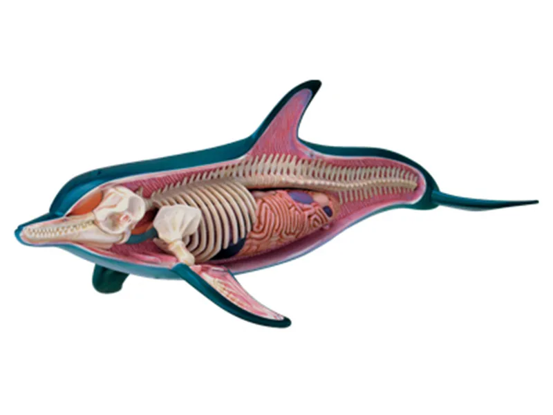 Модель скелета 4d Dolphin Animal Anatomy медицинская учебная помощь лабораторное учебное