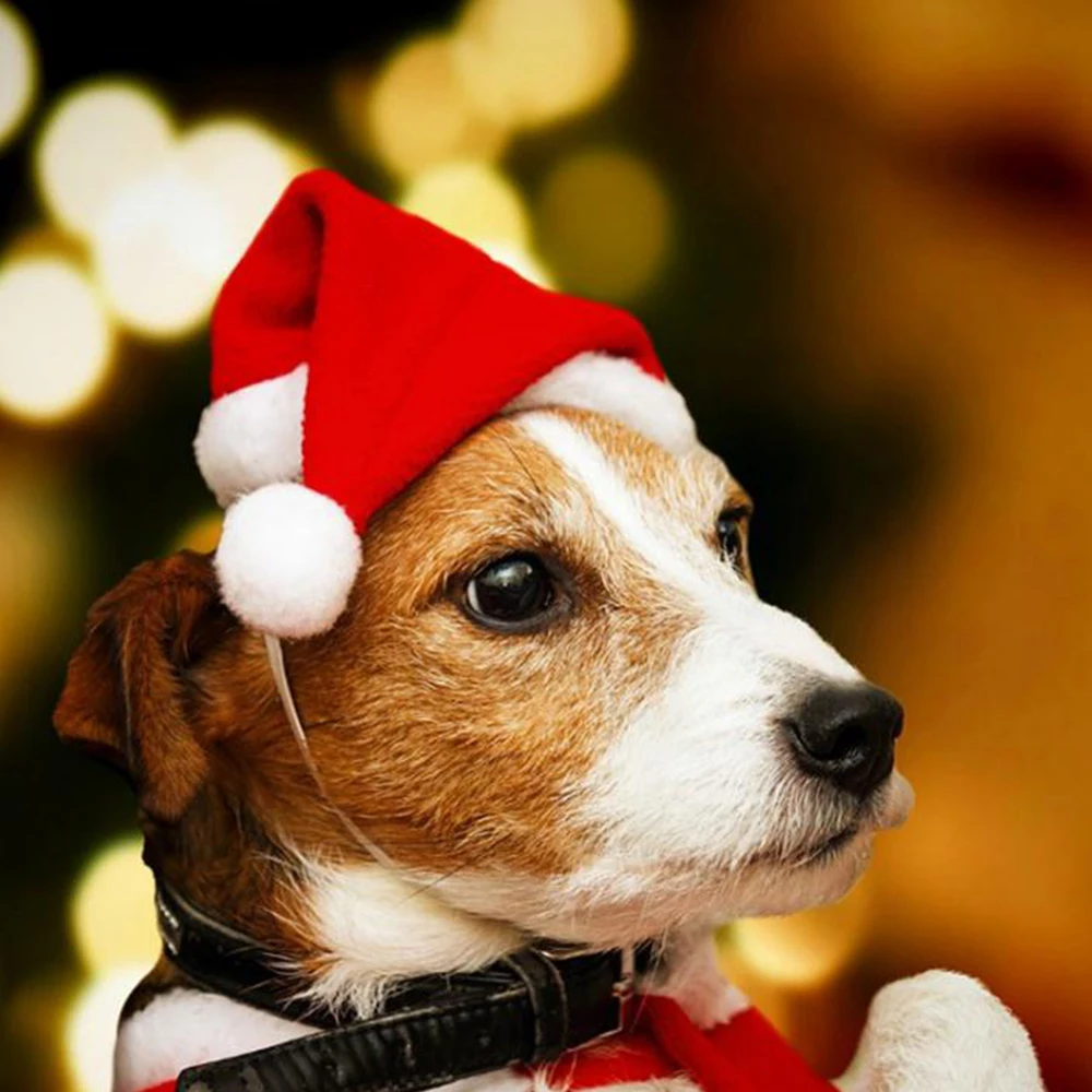 1 шт. зимние шапки для щенков | Дом и сад