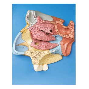 

Анатомическая Медина сагиттальная секция модели носовой полости