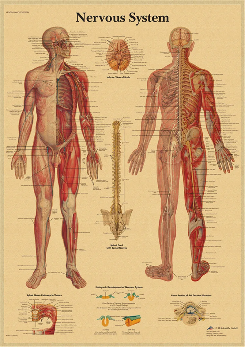 Плакат на стену из крафт-бумаги с изображением анатомии человека