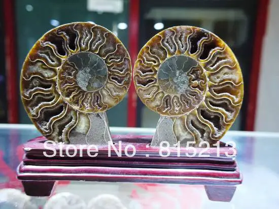 00659 красивый полированный Сплит Аммонит окаменелость пара ломтиков