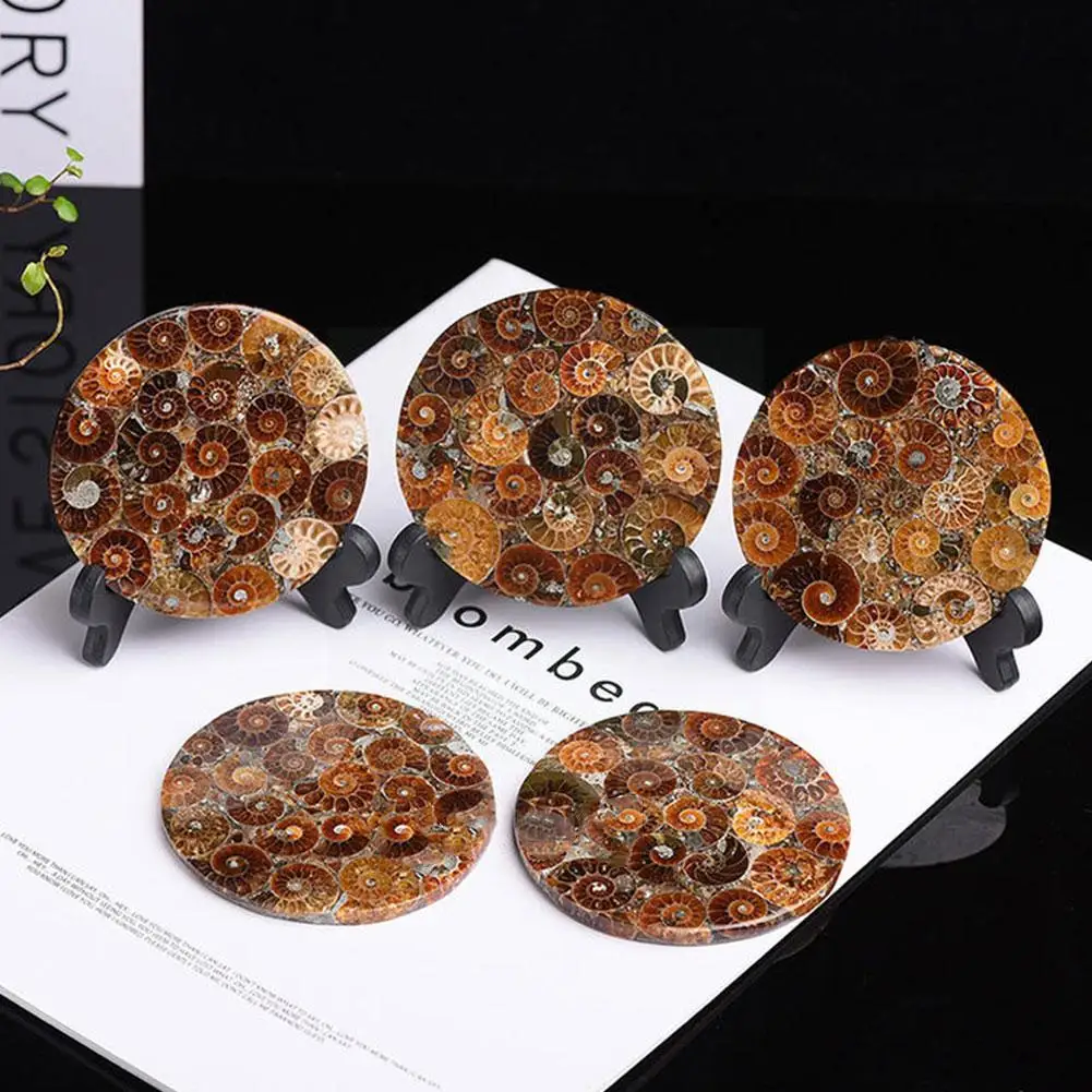 

Дисковый дозатор из натурального аммонита 12 см, Мадагаскарские украшения, раковина, домашний Фэн-образец, коллекция Shui, Декор, лечебная руда...