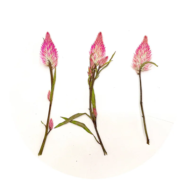 60 шт прессованный высушенный Celosia Cristata L. Искусственный цветок в виде стеблей для