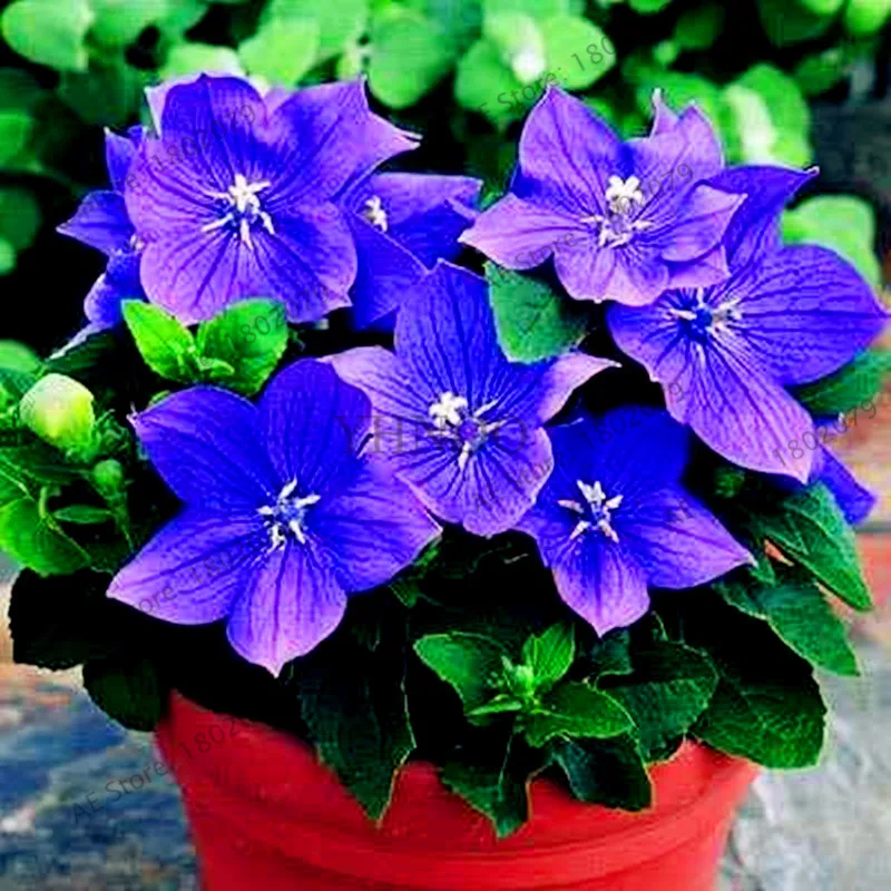 6 105 шт./уп. Campanulaceae Цветочный бонсай, редкие ограниченной горшечные растения для дома и сада, внутреннего и наружного использования легко растить - Цвет: 6