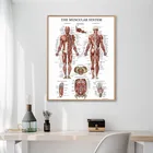 Настенный плакат с анатомии человека, планшетофон для обучения мышцам, холст, HD печать, Современное украшение для дома, картины