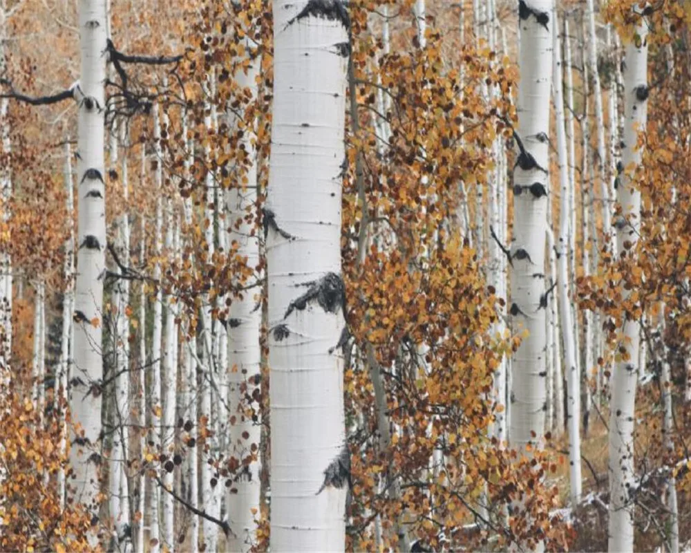 Настенные 3D-обои по фото индивидуальному заказу фотообои с изображением березы и