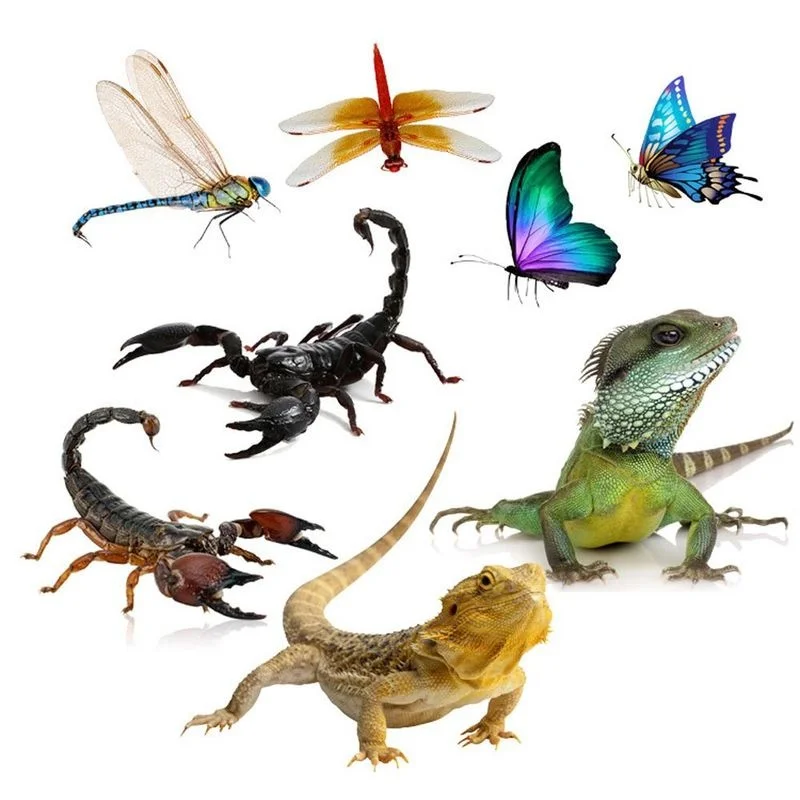

3D Animals Auto Decal PVC Butterfly Dragonfly Lizard Spider Scorpion Car Sticker 20x30cm