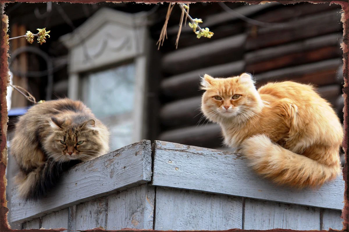 

Весенние игры Домашние Животные Кошки настенный Декор для комнаты Ретро винтажный металлический знак оловянные таблички для мужчин пещера...