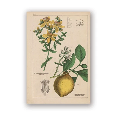 PH5992 Botanical коллекция винтажные плакаты и принты травы 1898s русский язык стены искусства картины холст живопись Домашний Декор стены - Цвет: PH5992