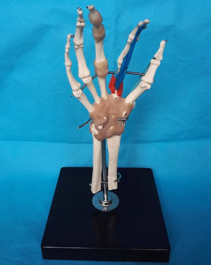

Human hand joints Ligament function Medical teaching model free shipping