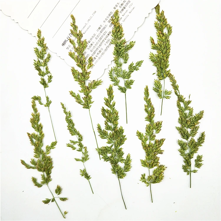 Натуральный прессованный настоящий сушеный образец Кентукки bluegrass для