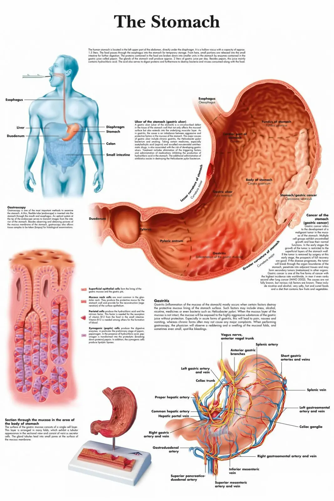 

THE STOMACH MEDICAL DIAGRAM CHART INFORMATIONAL ANATOMY Art Film Print Silk Poster Home Wall Decor 24x36inch