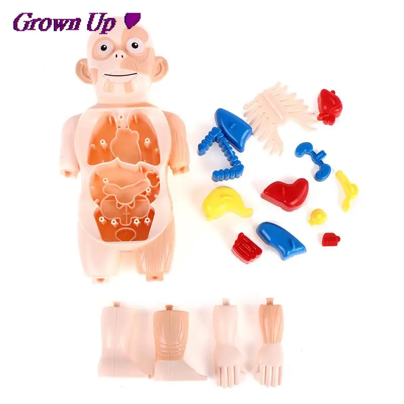 Головоломка Монтессори 3D игрушка для анатомии человеческого тела обучающая