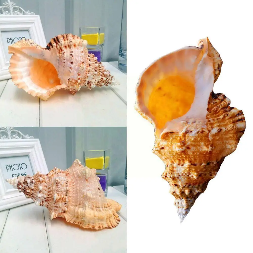 

Large Hlbk Big Conch Furnishing Marine Decoration Sea Festival Natural Decor Wedding Ornaments Conch Ornaments H8h2