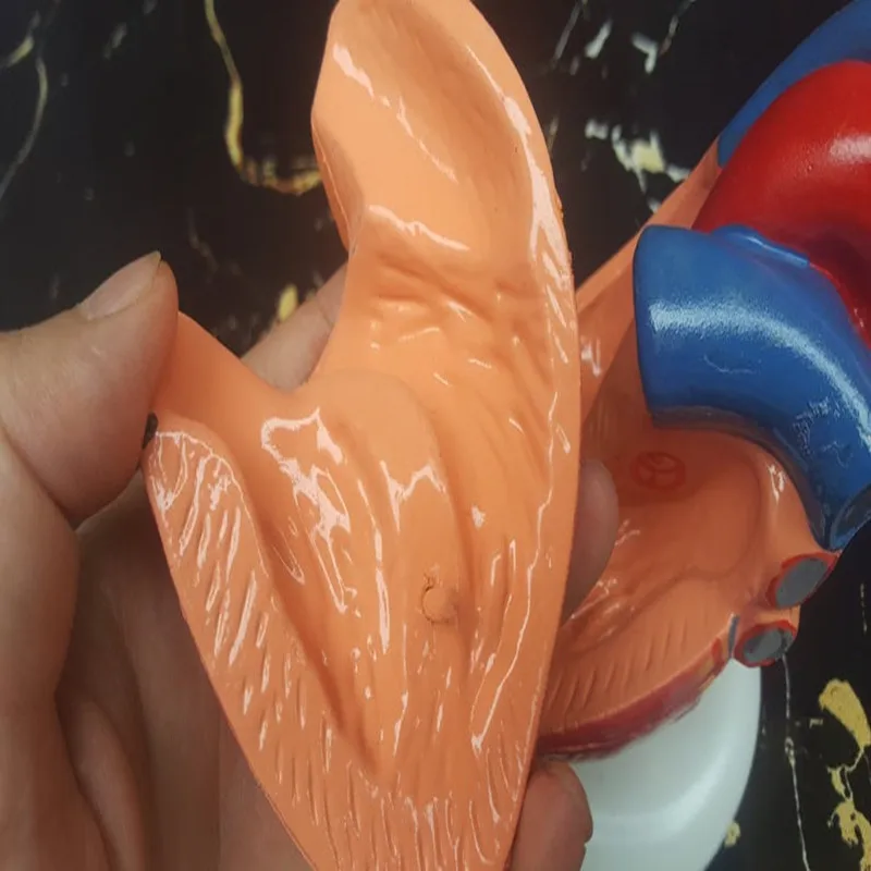 1:1 медицинская желудочно кишечная анатомическая модель в натуральную величину