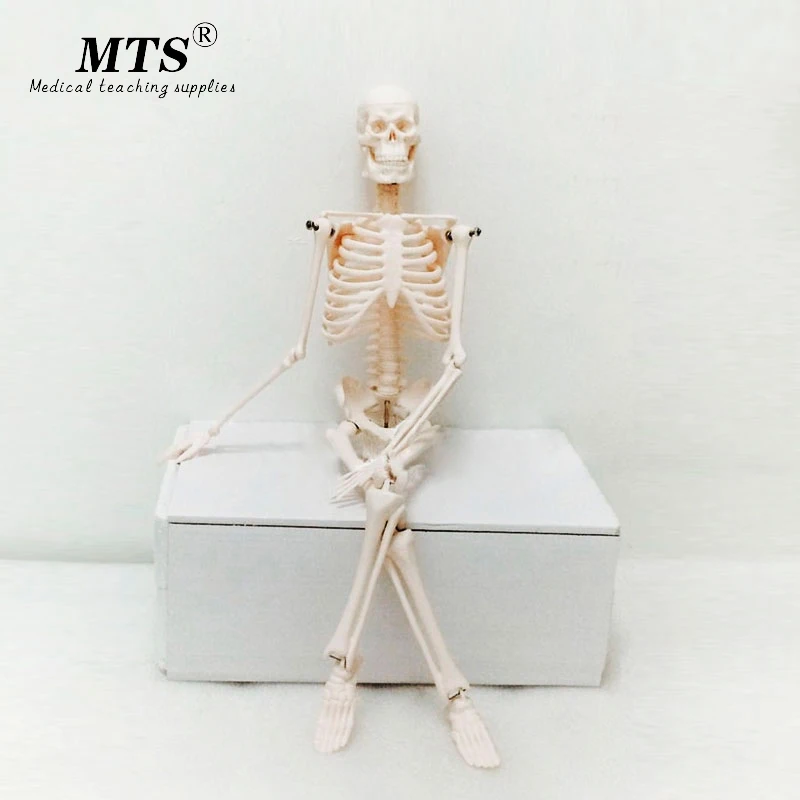 Модель скелета человеческого тела из ПВХ 45 см мини манекен модель OTC Bone