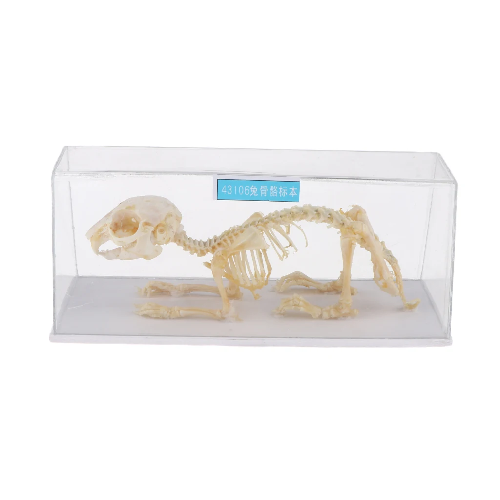 

Animal Anatomical Model Rabbit Skeleton Real Statue, Kids Science and Nature