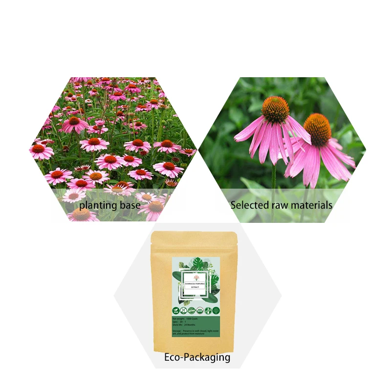 Organic Echinacea Purpurea Extract Echina cea purpurea purple coneflower extract powder King of Blood Purification | Красота и
