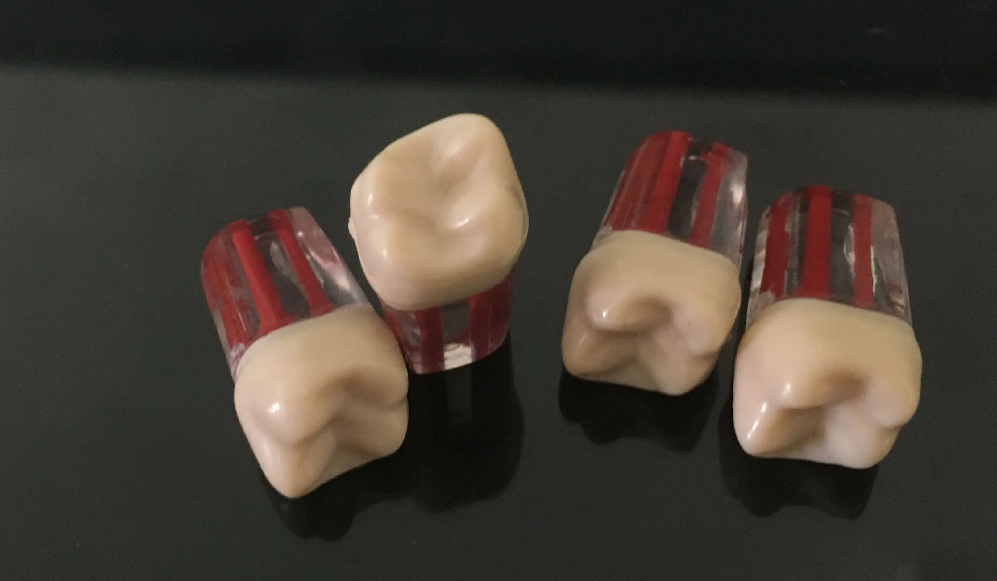

Dental Endodontic Pulp Files Clear Root Canal Teeth Study Practice Models #26