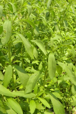 100 1000 г натуральная Стевия порошок экстракта стевиозида стевия ребаудиана лист