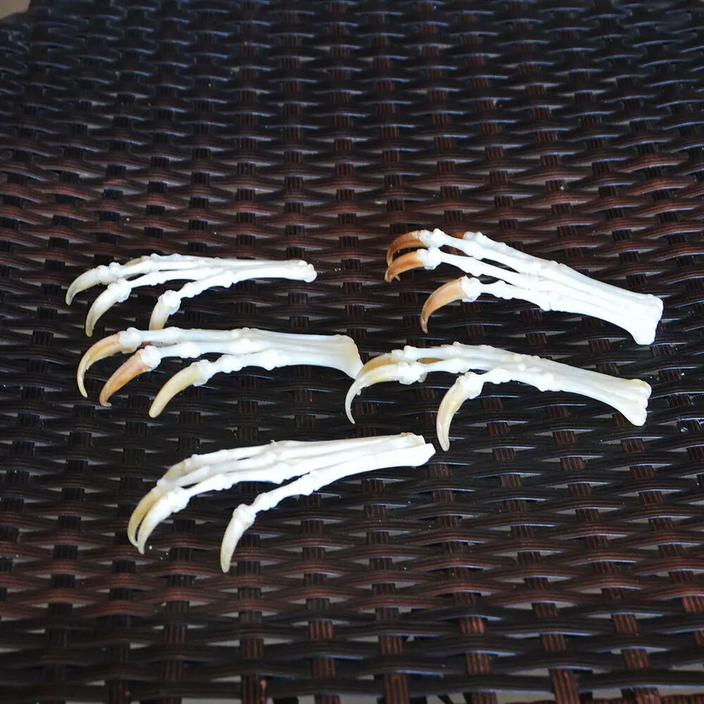 1:1 настоящий череп красная лиса Серебряная крест лисы ноги сочлененные кости