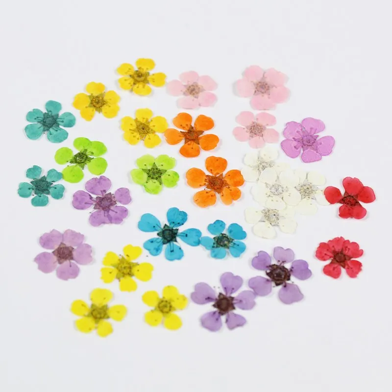 

20pcs/Lot Natural Dried Pressed Small Daffodils for Nail Art Decor Plant Flowers for Jewelry DIY Photo Frame Crafts Manicure