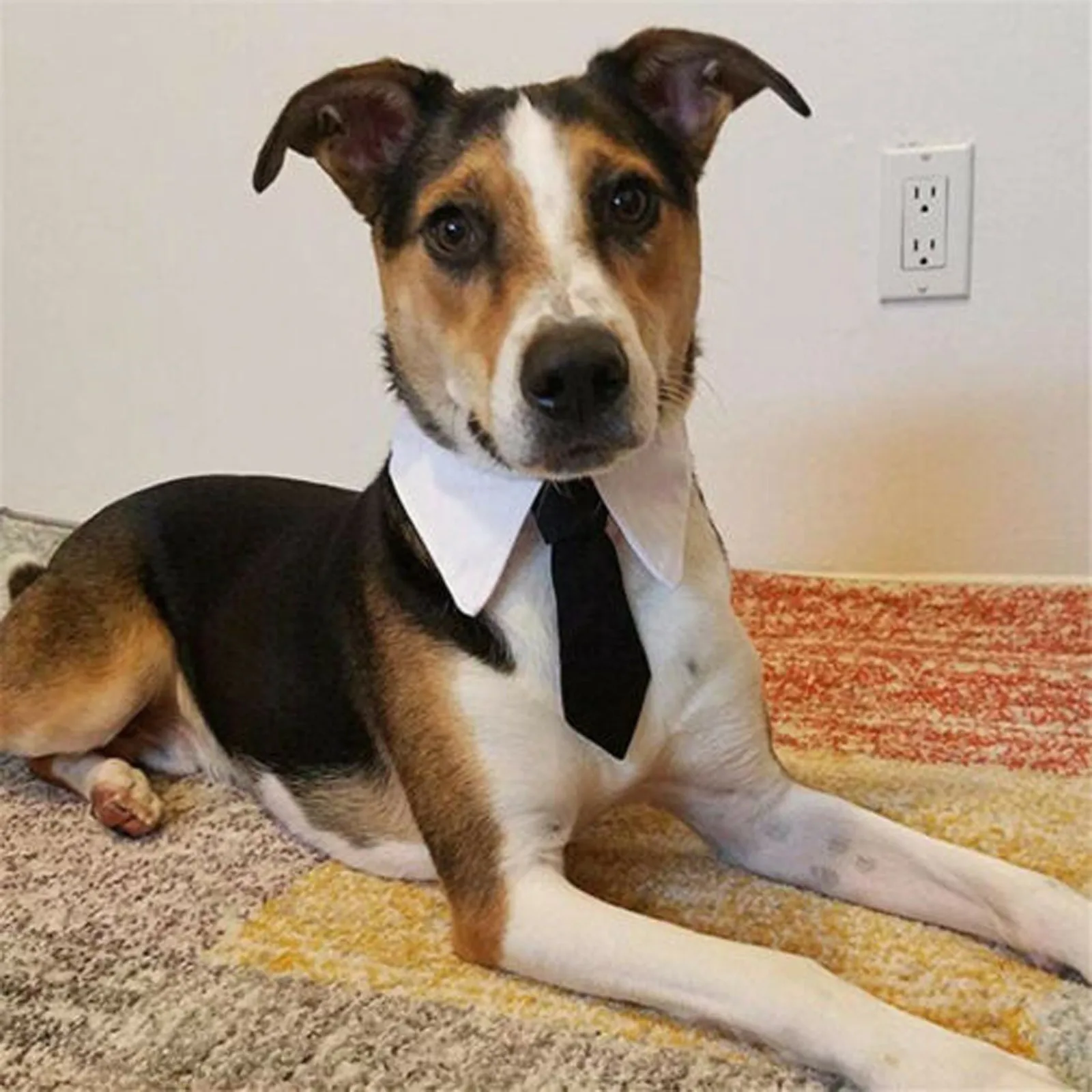 Pet Dog Tuxedo Bow Ties Adjustable Formal Tie Collar Necktie Attire For Small Medium Dogs Cat Accessories #W | Дом и сад