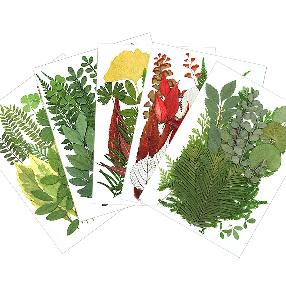 1 пакет натуральные сухие листья декоративные настоящие высушенные цветы