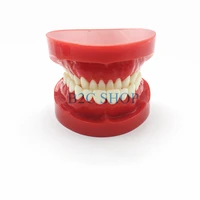dental prosthesis teeth model jaw standard typodont demonstration denture teaching model dental simulator technician tools