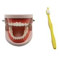 1 pcs teeth model pro adult white teeth model standard dental teaching study typodont demonstration oral medical education tools