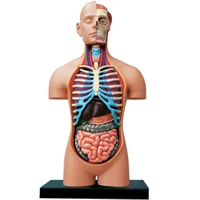 4d master 15 inches deluxe torso model 40cm human body anatomical 54 parts diy educational tool medical teaching gift toy