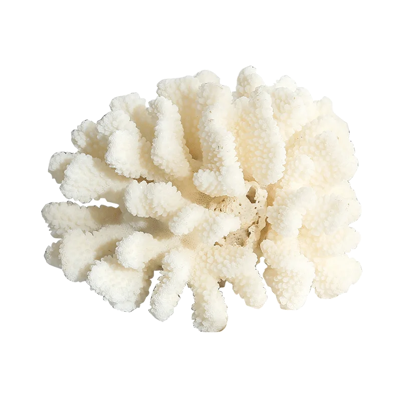 Белый коралл раковину цветок кораллового цвета аквариумные украшения окон