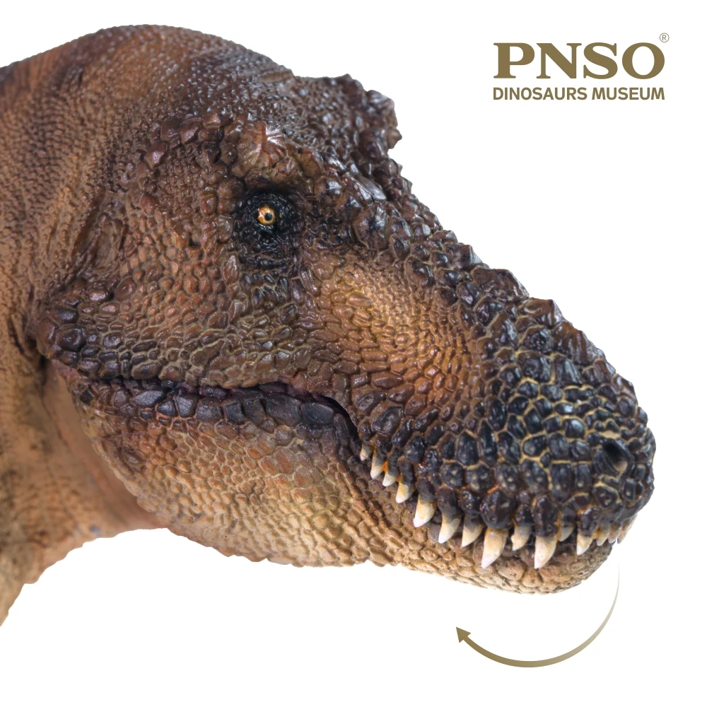 PNSO-dinosaurio Museo de la serie: Andrea el tiranosaurio REX 1:35, modelo de arte cient&iacute;fico-3