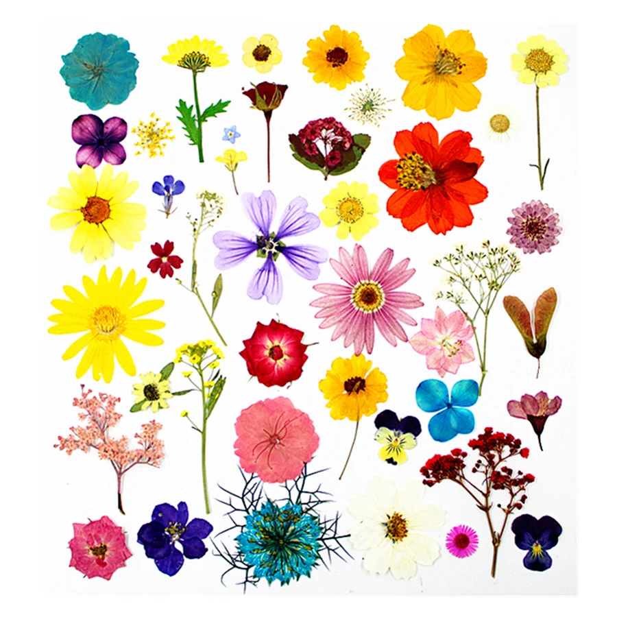 Небольшое количество сушеных прессованных цветов для продажи комбинированная