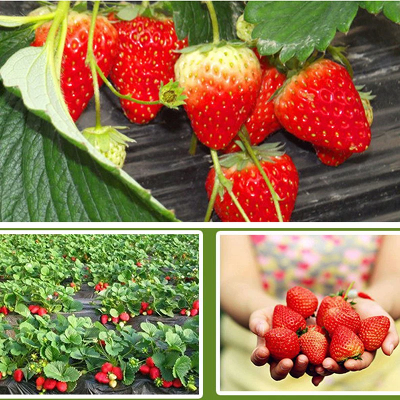 

Rapid Rooting Strawberry Fertilizer Supplemental Plant Nutrition Expanded Fruit