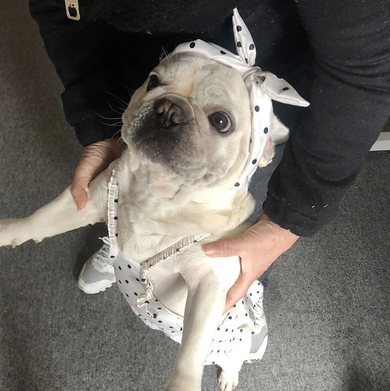 Одежда для собак Тедди fadou bully наряд маленьких и средних модный бренд милые летние