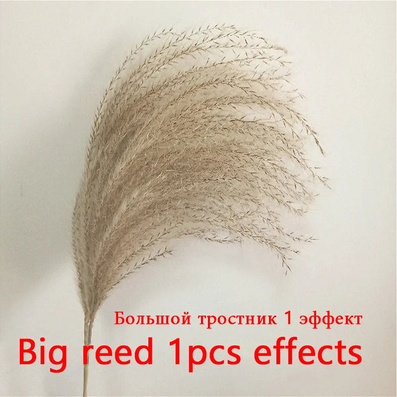 Сухоцветы сухие цветы 10 шт. сушеные цветы маленькие пампасы трава фрагмиты коммунис Рид цветок садовый декор натуральный настоящая Пшеница Свадебные фотосессии реквизит сухоцветы