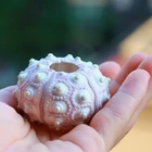 Воздушные растения, морской еж, настольный держатель тилландсии, миниатюрные садовые украшения 4x7A