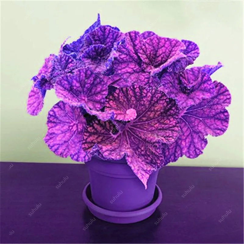 100 шт. искусственная Бегония|Цветочные горшки и кадки| |