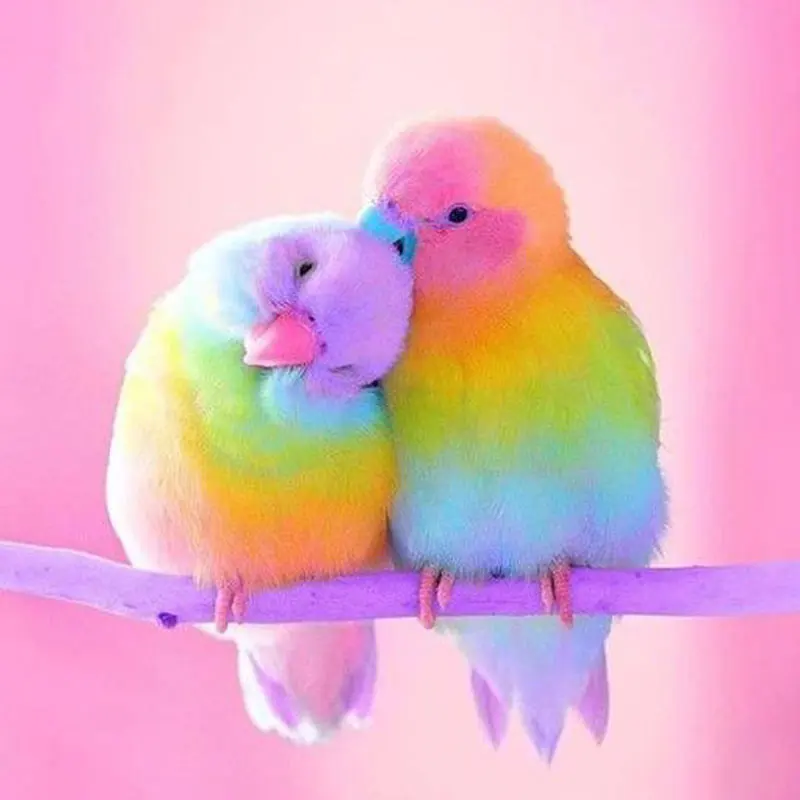 Алмазная живопись попугай полная вышивка круглая картина стразы мозаика