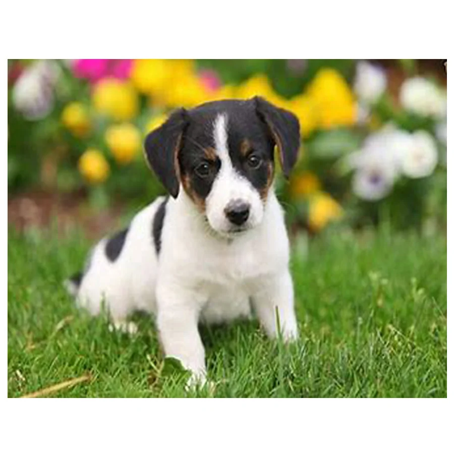 5d алмазная живопись сделай сам jack russel terrier полностью квадратная круглая мозаика